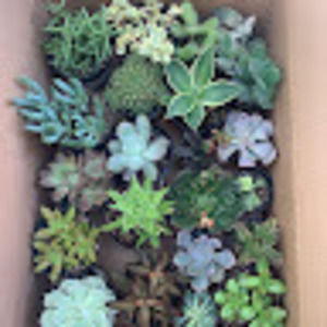 Meet your Posher, Samanta